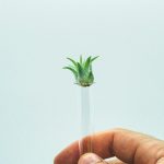 Les 5 Meilleurs Expériences Scientifiques Botaniques Pour Explorer Les Tropismes Des Plantes