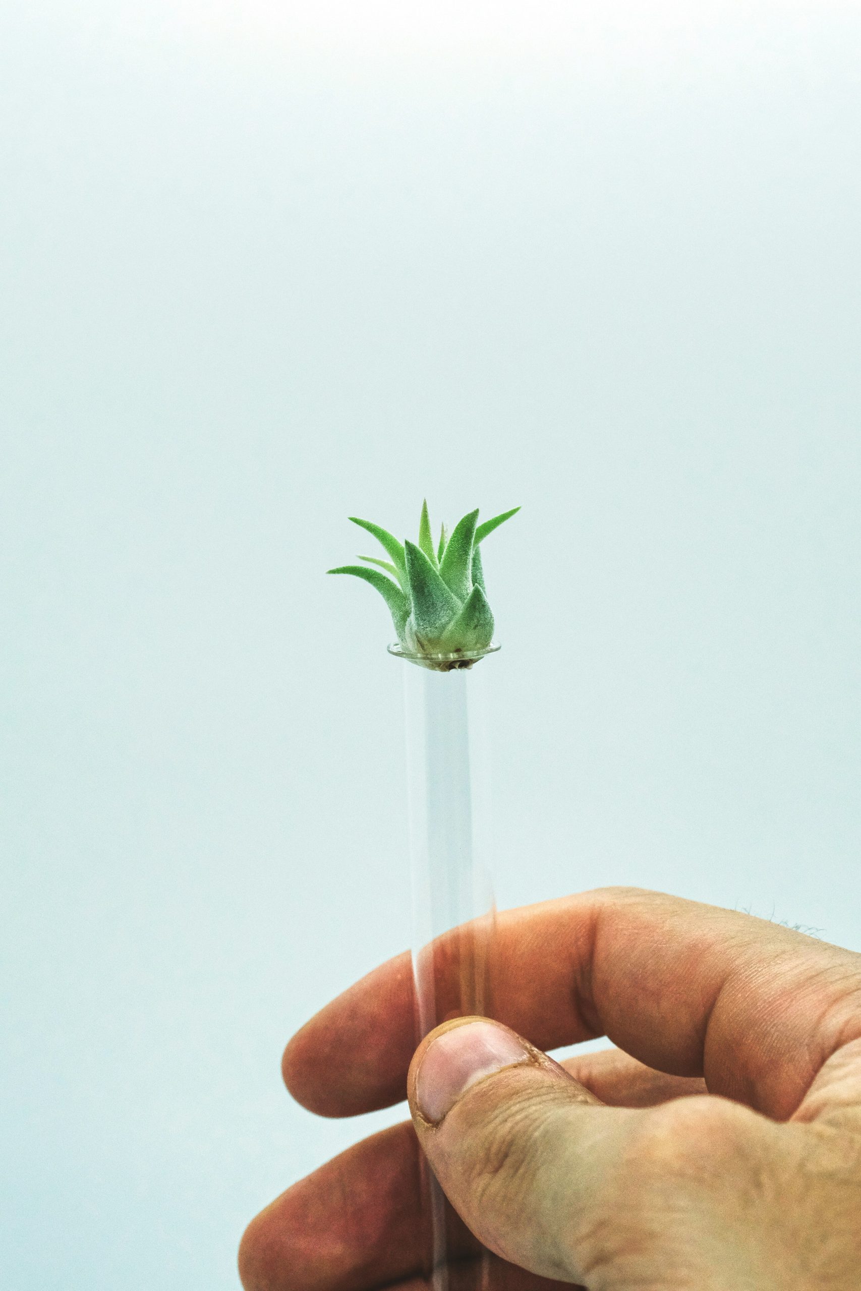 Les 5 Meilleurs Expériences Scientifiques Botaniques Pour Explorer Les Tropismes Des Plantes
