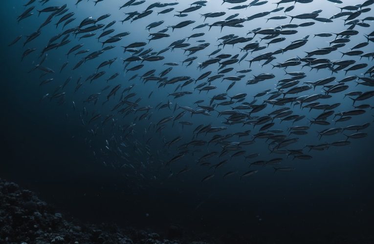 Les 5 Meilleurs Lieux de Photographie Sous-Marine avec une Vie Marine Vibrante