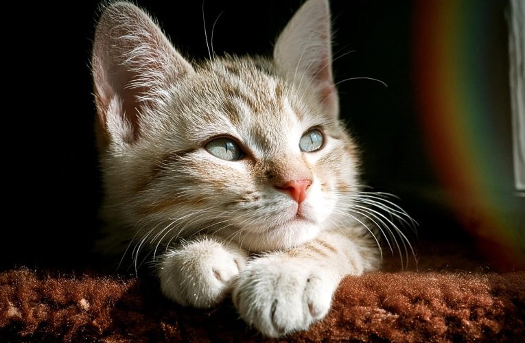 Les 7 Meilleures Habitudes de Vie des Zones Bleues Qui Favorisent le Vieillissement Sain